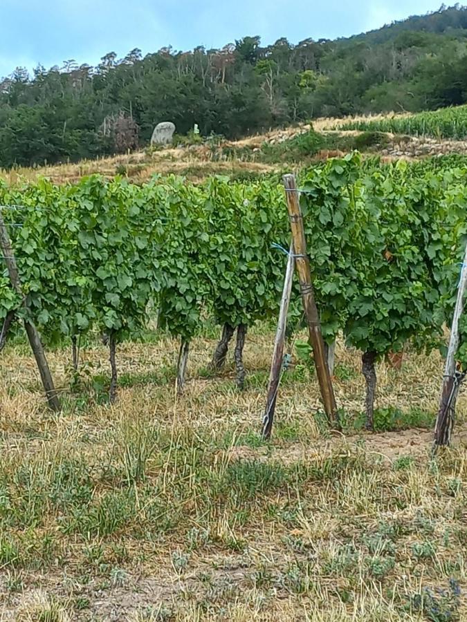 Gite Au Nid De Cigognes Villa Dieffenthal Bagian luar foto